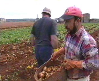 patatas 02  LABRANZA